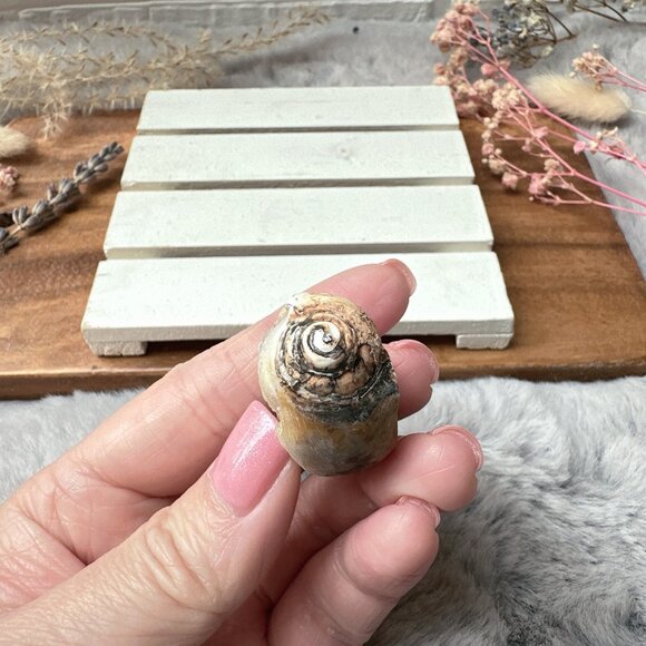 Beautiful Small Fossil Shell - Picture 4 of 5
